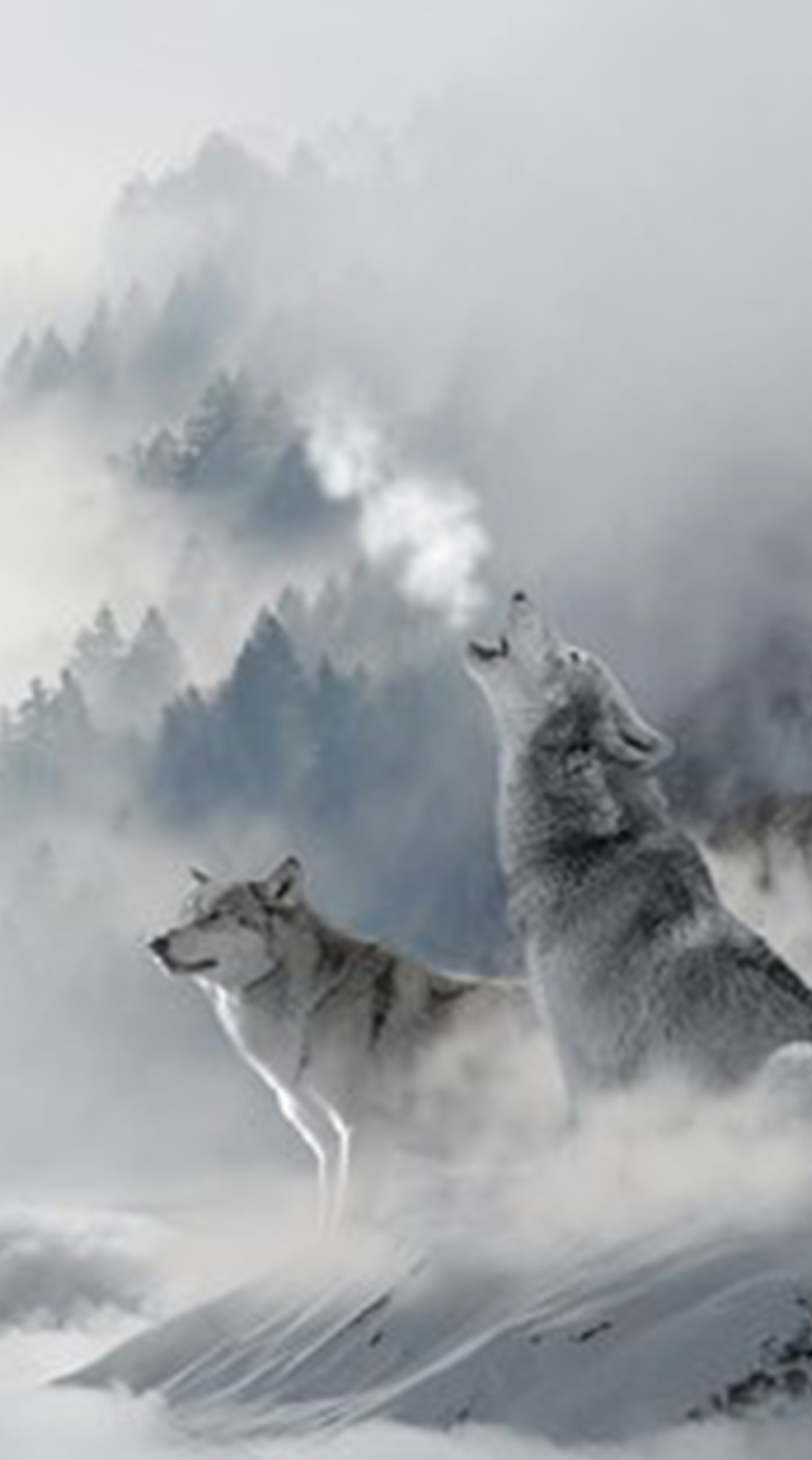 protect the wolves, sacred resource protection zone, protect yellowstone wolves