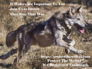 protect the wolves,
