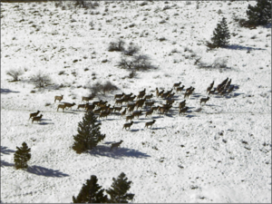 CWD, chronic wasting disease, protect the wolves