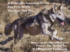 protect the wolves, protect wolves in washington