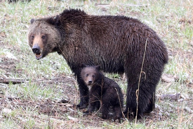 Protect Wyoming Grizzlies