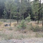 Colville Forest Service Grazing Allotments