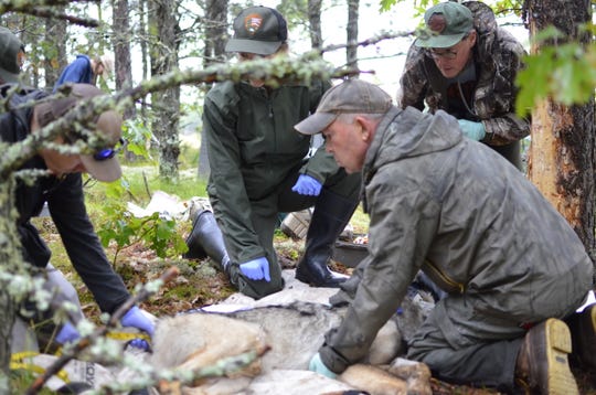 Michigan Department of Natural Resources wildlife technician Brad Johnson, right, and Nick Fowler, graduate research assistant with the State University of New York’s College of Environmental Science and Forestry take measurements of a gray wolf captured Sept. 6, 2019 in Michigan’s Upper Peninsula. Looking on are National Park Service veterinarian Michelle Verant and Michigan DNR veterinary specialist Dan O’Brien.