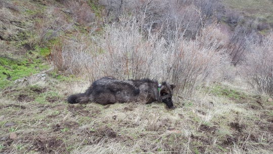 This photo of OR-59 was taken Feb. 9, 2018, when he was sedated and outfitted with a GPS tracking collar. OR-59, an endangered gray wolf, was shot Dec. 5, 2018 in Modoc County.